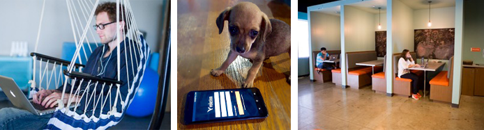 Collage of Volusion employees and a dog Collage of Volusion employees and a dog