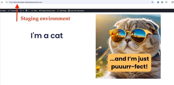 Red arrow pointing to the HTTPS URL bar to show staging environment at [website].wpenginepowered