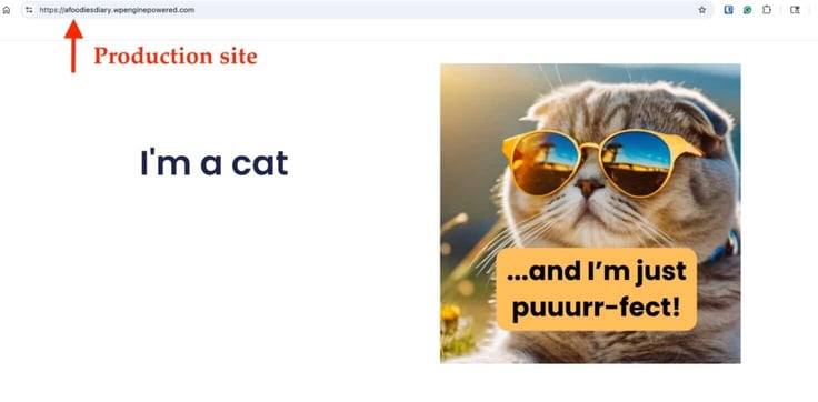Red arrow showing production site in browser URL with cool cat image appearing in window