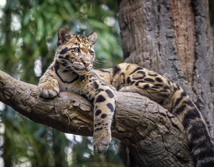 Clouded leopard sitting on a tree branch Clouded leopard sitting on a tree branch